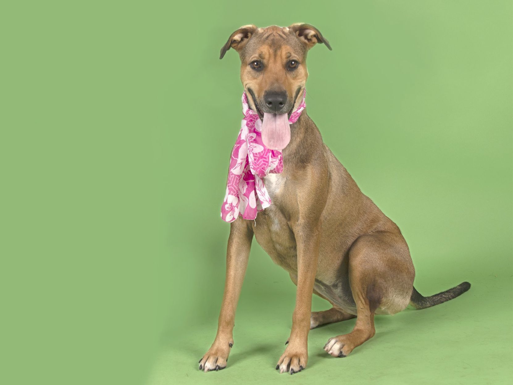 Last week's pet, still available: Alice
